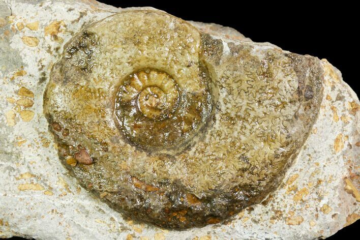 Ammonite Fossil - Boulemane, Morocco #122424